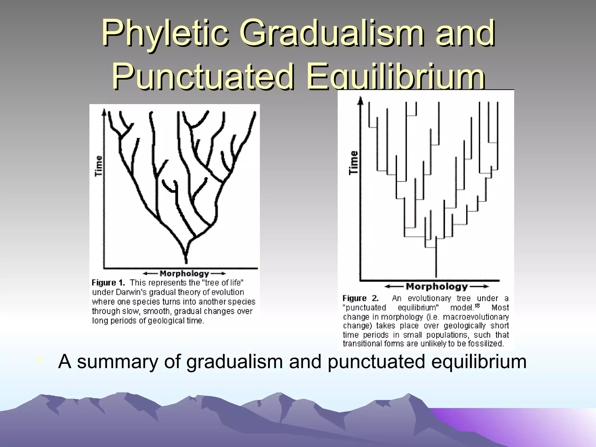 Phyletic Gradualism and Punctuated Equilibrium A summary of gradualism and punctuated equilibrium 