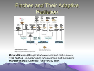 Finches and Their Adaptive Radiation Ground finches  ( Geospiza)  who are seed and cactus eaters; Tree finches  ( Camarhynchus ), who are insect and bud eaters  Warbler finches  ( Certhidea )  who vary by color. 
