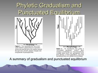 Phyletic Gradualism and Punctuated Equilibrium A summary of gradualism and punctuated equilibrium 