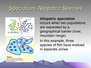 Speciation: Allopatric Species Allopatric speciation   occurs when two populations are separated by a geographical barrier (river, mountain range) In this example, three species of fish have evolved in separate zones 