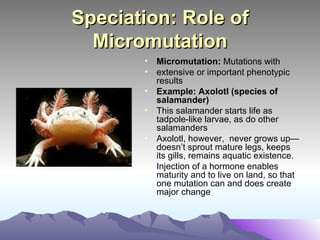 Speciation: Role of Micromutation Micromutation:  Mutations with extensive or important phenotypic results Example: Axolotl (species of salamander) This salamander starts life as tadpole-like larvae, as do other salamanders Axolotl, however,  never grows up—doesn’t sprout mature legs, keeps its gills, remains aquatic existence. Injection of a hormone enables maturity and to live on land, so that one mutation can and does create major change 