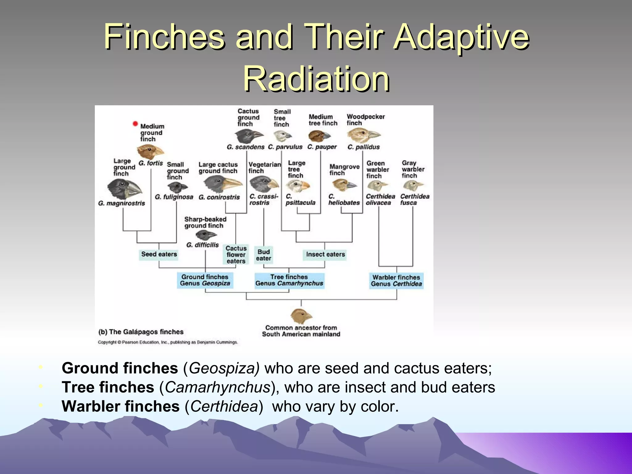 Finches and Their Adaptive Radiation Ground finches  ( Geospiza)  who are seed and cactus eaters; Tree finches  ( Camarhynchus ), who are insect and bud eaters  Warbler finches  ( Certhidea )  who vary by color. 