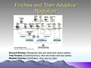 Finches and Their Adaptive Radiation Ground finches  ( Geospiza)  who are seed and cactus eaters; Tree finches  ( Camarhynchus ), who are insect and bud eaters  Warbler finches  ( Certhidea )  who vary by color. 