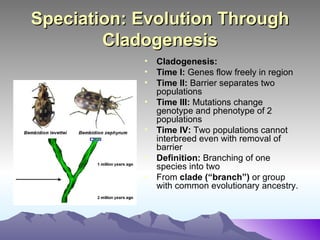 Speciation: Evolution Through Cladogenesis Cladogenesis:  Time I:  Genes flow freely in region Time II:  Barrier separates two populations Time III:  Mutations change genotype and phenotype of 2 populations Time IV:  Two populations cannot interbreed even with removal of barrier Definition:  Branching of one species into two From  clade (“branch”)  or group with common evolutionary ancestry. 