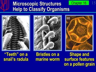 Microscopic Structures Help to Classify Organisms (a) (b) (c) Bristles on a marine worm “ Teeth” on a snail’s radula Shape and surface features on a pollen grain 