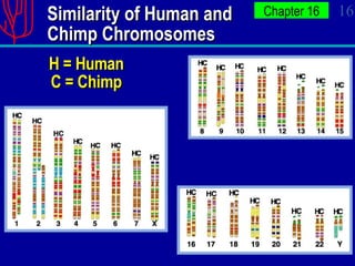 Similarity of Human and Chimp Chromosomes H = Human C = Chimp 