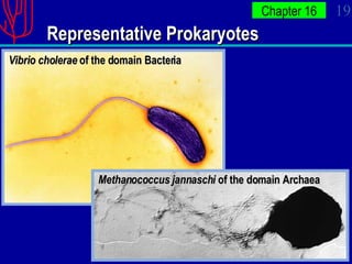 Representative Prokaryotes Vibrio cholerae  of the domain Bacteria Methanococcus jannaschi  of the domain Archaea 