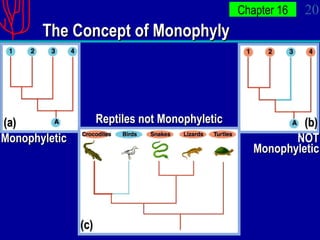 The Concept of Monophyly Monophyletic NOT Monophyletic (a) (b) (c) Reptiles not Monophyletic 
