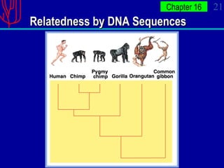 Relatedness by DNA Sequences 