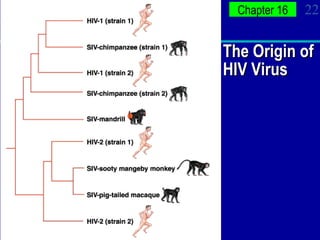The Origin of HIV Virus 