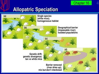 Allopatric Speciation Single species (white mice); homogeneous habitat Geographical barrier (impassable river); isolated populations Genetic drift; genetic divergence; tan vs white mice Barrier removed (river dries up); mix but don’t interbreed (a) (b) (c) (d) 