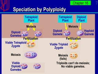 Speciation by Polyploidy Diploid Gamete Meiosis Diploid Gametes Viable Tetraploid Zygote Viable Diploid Gametes Haploid Gamete Viable Triploid Zygote Meiosis (fails) Triploids can’t do meiosis; No viable gametes. Tetraploid Plant Tetraploid Plant Diploid Plant Meiosis Fertilization Meiosis Fertilization 