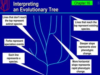 Interpreting an Evolutionary Tree Lines that don't reach the top represent extinct species. Forks represent speciation events. Each line represents a species. Lines that reach the top represent existing species. Steeper slope represents slow phenotypic change. More horizontal slope represents rapid phenotypic change. 
