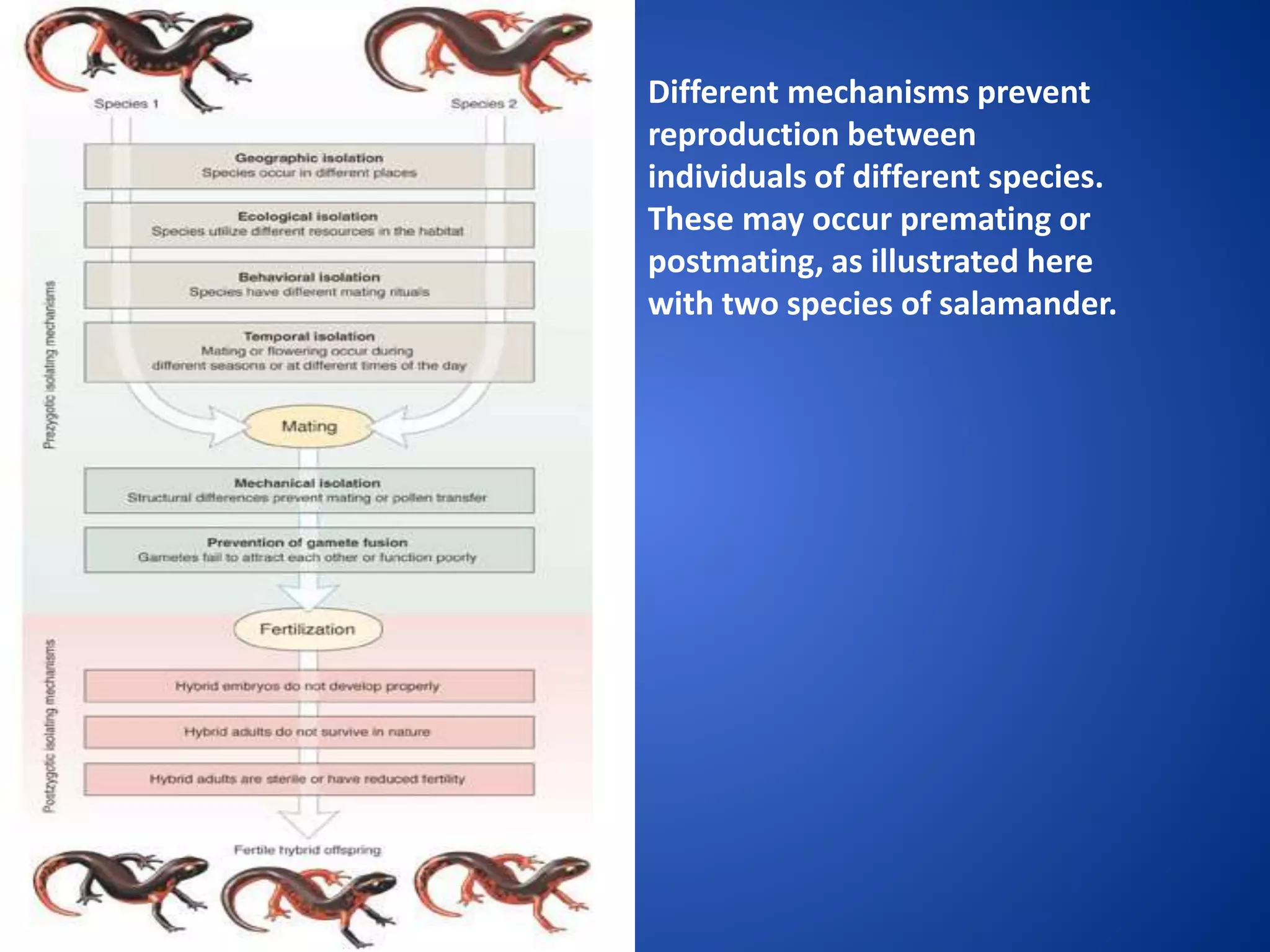 Different mechanisms prevent
reproduction between
individuals of different species.
These may occur premating or
postmating, as illustrated here
with two species of salamander.

 
