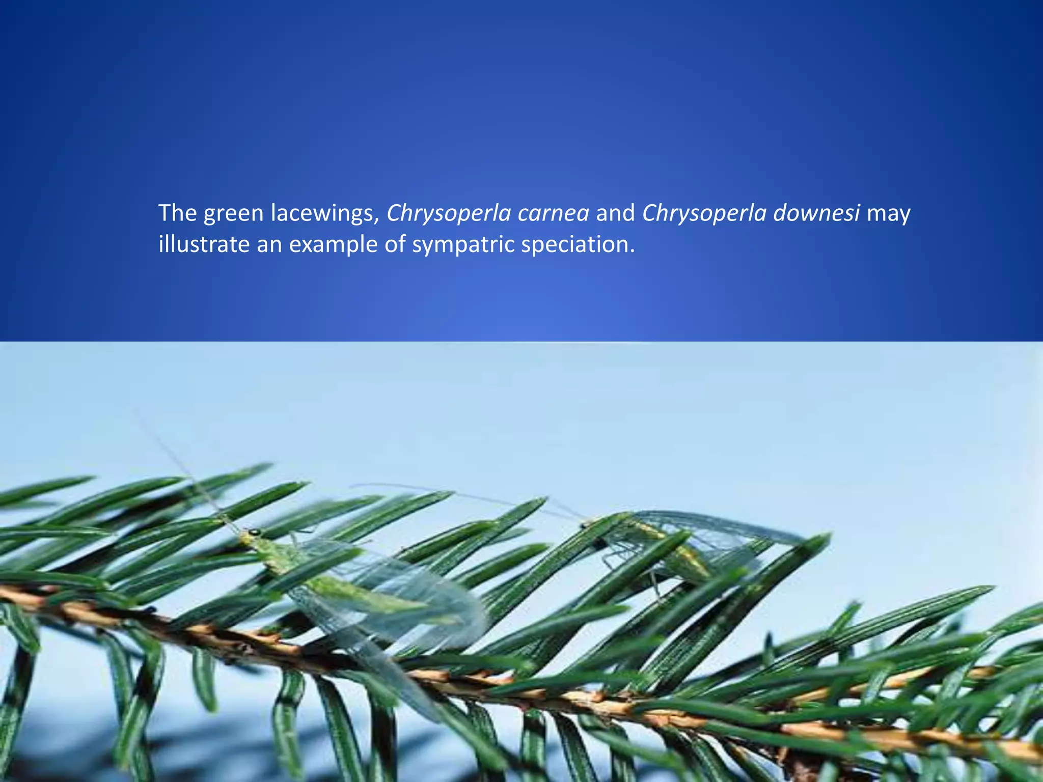 The green lacewings, Chrysoperla carnea and Chrysoperla downesi may
illustrate an example of sympatric speciation.

 