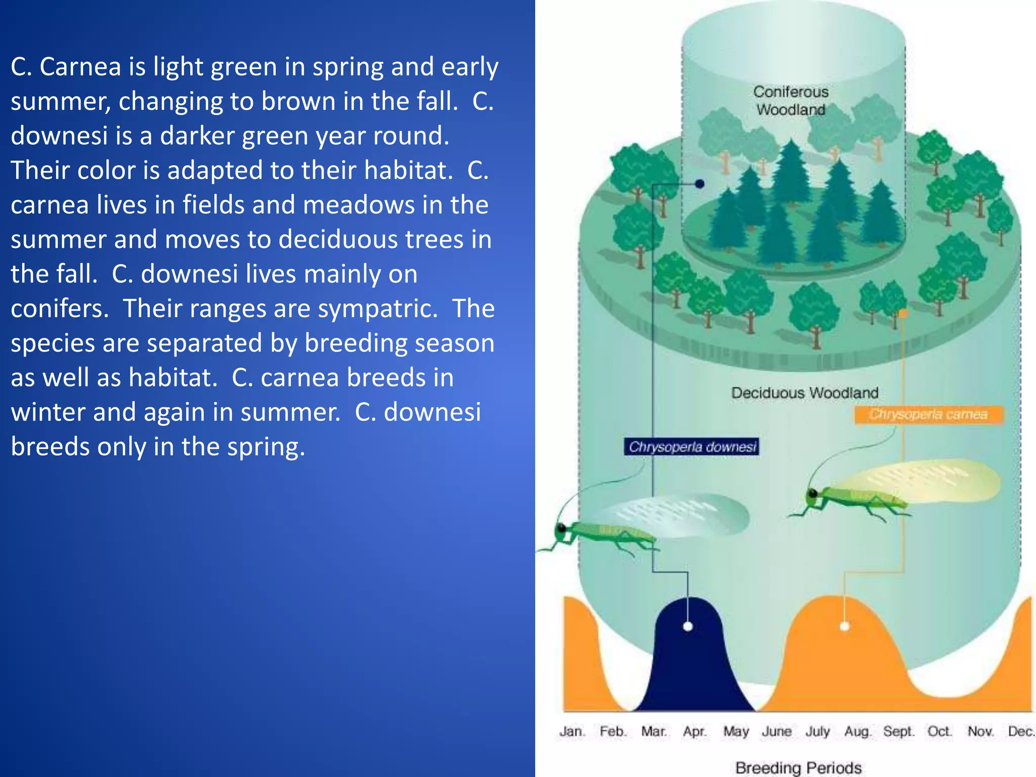 C. Carnea is light green in spring and early
summer, changing to brown in the fall. C.
downesi is a darker green year round.
Their color is adapted to their habitat. C.
carnea lives in fields and meadows in the
summer and moves to deciduous trees in
the fall. C. downesi lives mainly on
conifers. Their ranges are sympatric. The
species are separated by breeding season
as well as habitat. C. carnea breeds in
winter and again in summer. C. downesi
breeds only in the spring.

 