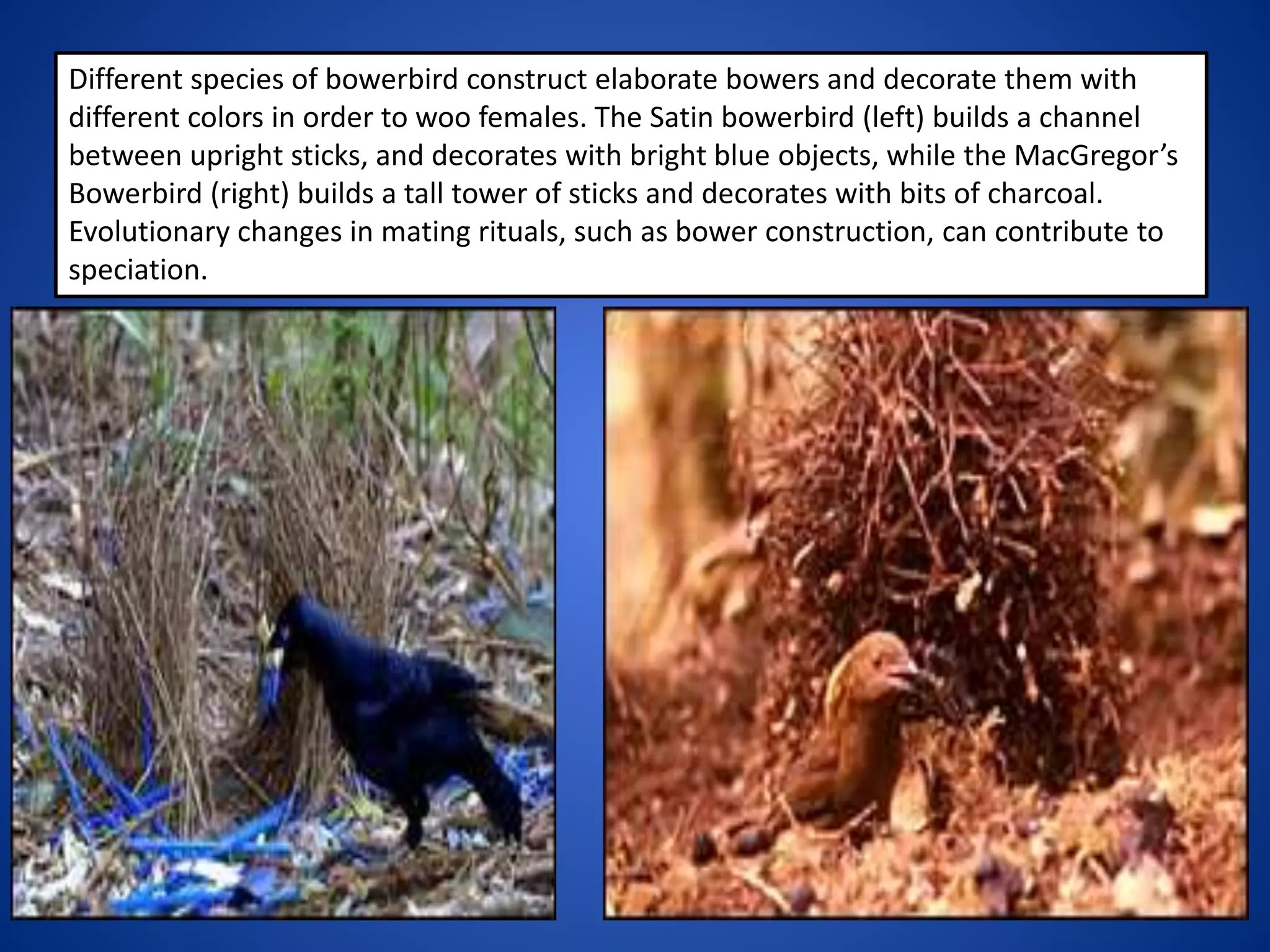 Different species of bowerbird construct elaborate bowers and decorate them with
different colors in order to woo females. The Satin bowerbird (left) builds a channel
between upright sticks, and decorates with bright blue objects, while the MacGregor’s
Bowerbird (right) builds a tall tower of sticks and decorates with bits of charcoal.
Evolutionary changes in mating rituals, such as bower construction, can contribute to
speciation.

 