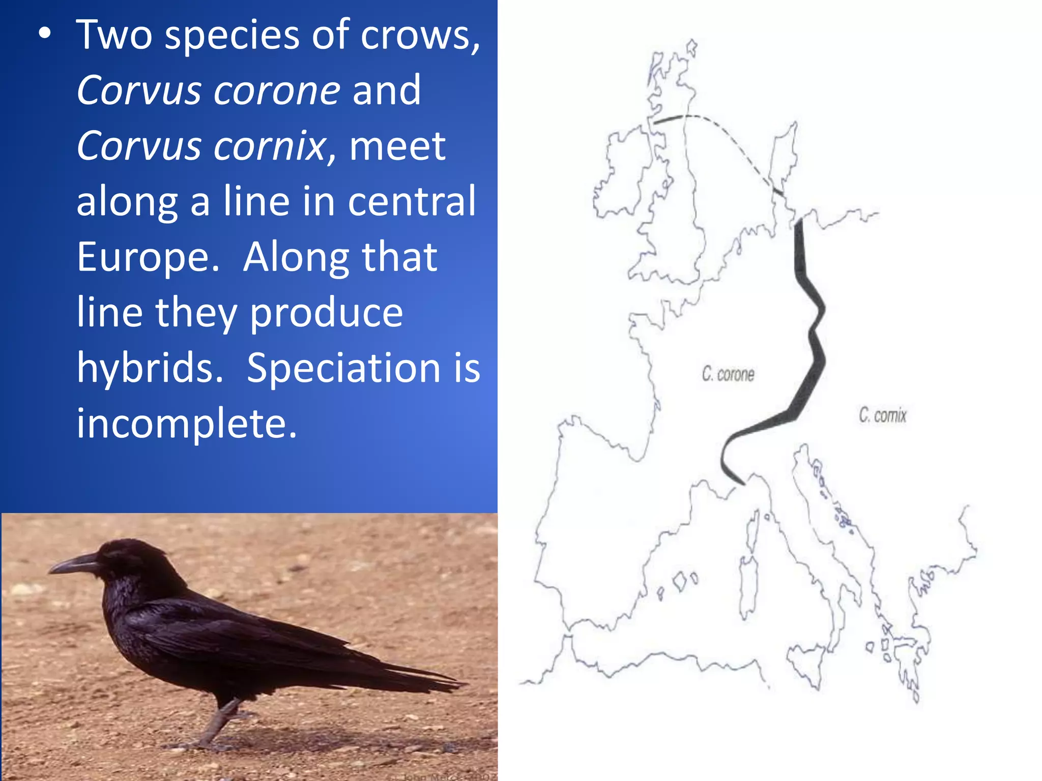 • Two species of crows,
Corvus corone and
Corvus cornix, meet
along a line in central
Europe. Along that
line they produce
hybrids. Speciation is
incomplete.

 