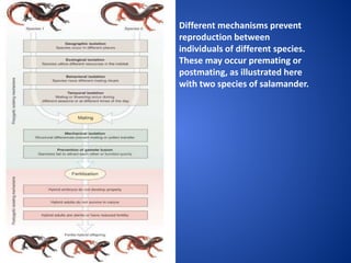 Different mechanisms prevent
reproduction between
individuals of different species.
These may occur premating or
postmating, as illustrated here
with two species of salamander.

 