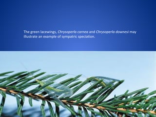 The green lacewings, Chrysoperla carnea and Chrysoperla downesi may
illustrate an example of sympatric speciation.

 