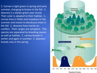 C. Carnea is light green in spring and early
summer, changing to brown in the fall. C.
downesi is a darker green year round.
Their color is adapted to their habitat. C.
carnea lives in fields and meadows in the
summer and moves to deciduous trees in
the fall. C. downesi lives mainly on
conifers. Their ranges are sympatric. The
species are separated by breeding season
as well as habitat. C. carnea breeds in
winter and again in summer. C. downesi
breeds only in the spring.

 