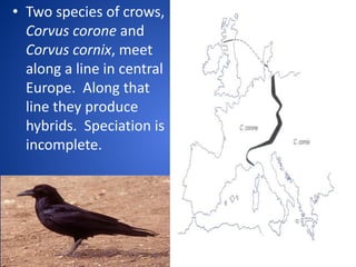 • Two species of crows,
Corvus corone and
Corvus cornix, meet
along a line in central
Europe. Along that
line they produce
hybrids. Speciation is
incomplete.

 