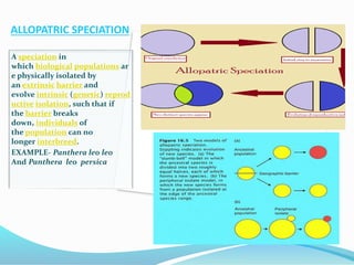 ALLOPATRIC SPECIATION
A speciation in
which biological populations ar
e physically isolated by
an extrinsic barrier and
evolve intrinsic (genetic) reprod
uctive isolation, such that if
the barrier breaks
down, individuals of
the population can no
longer interbreed.
EXAMPLE- Panthera leo leo
And Panthera leo persica
 