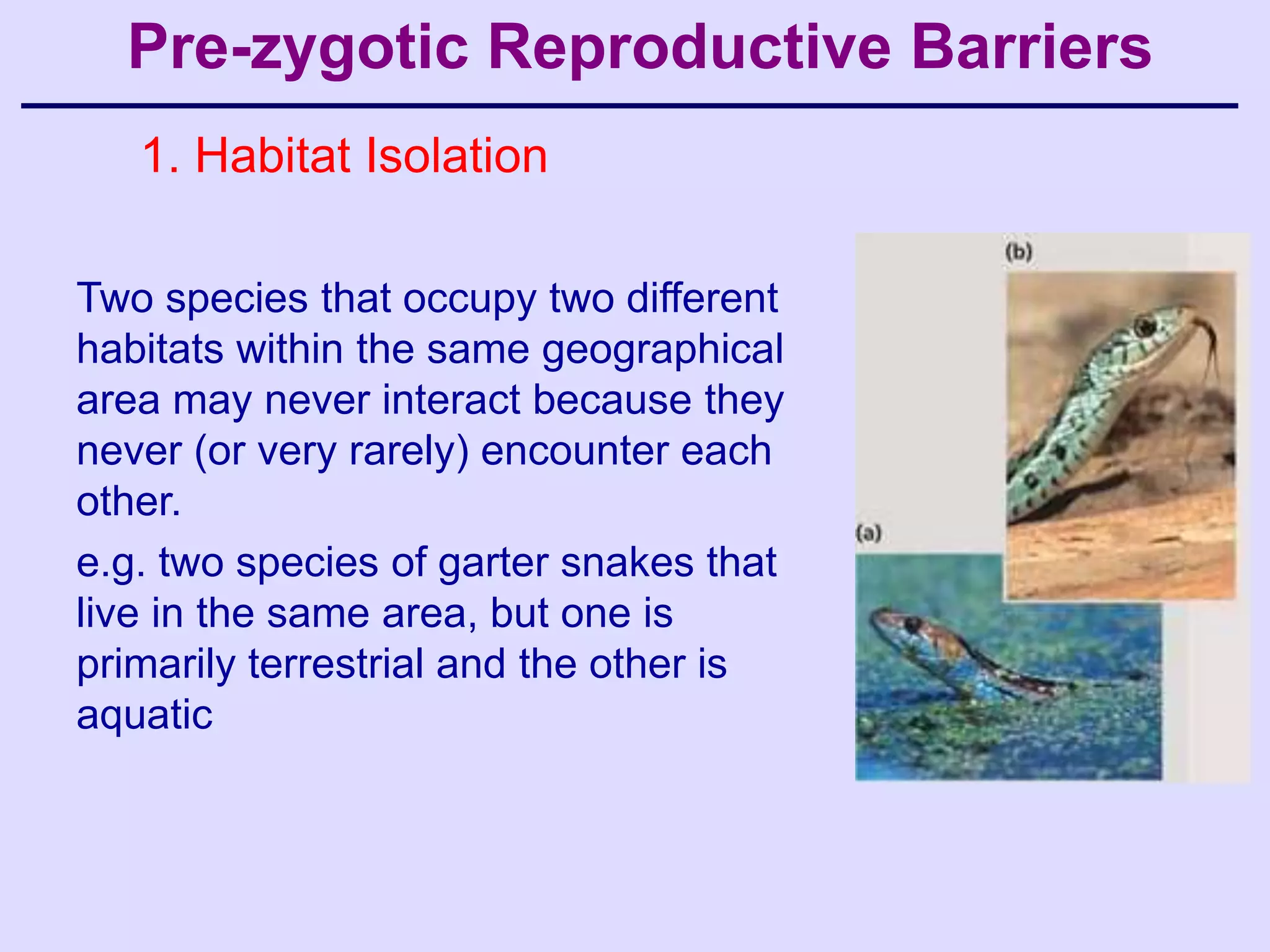 Pre-zygotic Reproductive Barriers
   1. Habitat Isolation

Two species that occupy two different
habitats within the same geographical
area may never interact because they
never (or very rarely) encounter each
other.
e.g. two species of garter snakes that
live in the same area, but one is
primarily terrestrial and the other is
aquatic
 