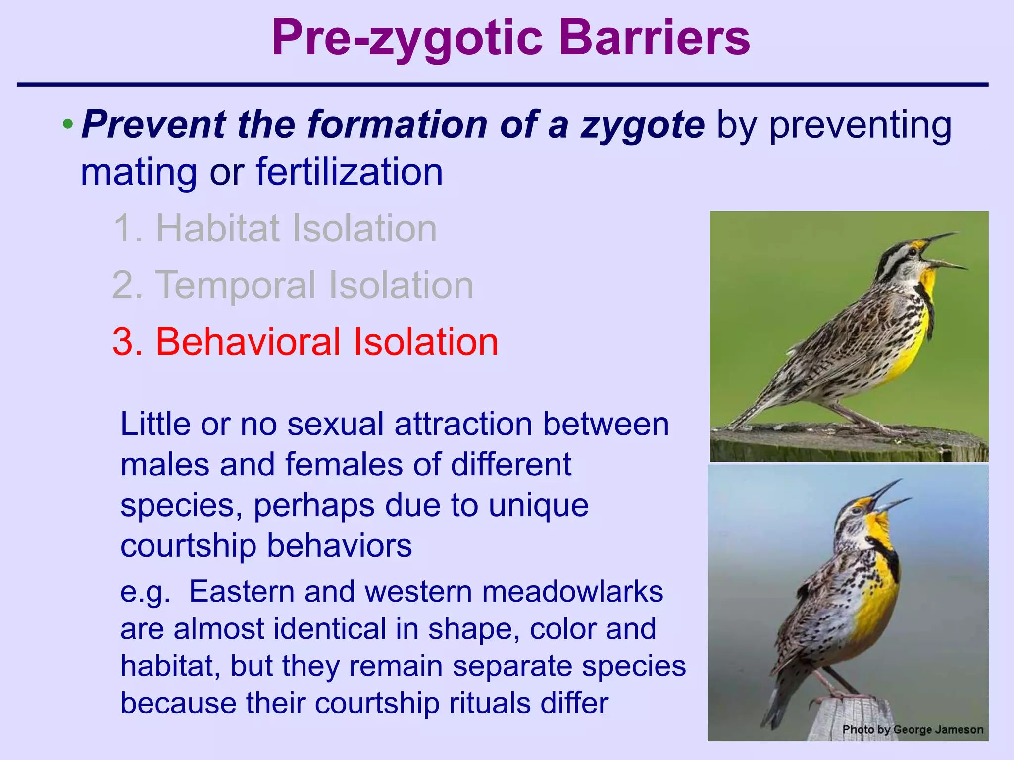 Pre-zygotic Barriers
• Prevent the formation of a zygote by preventing
  mating or fertilization
   1. Habitat Isolation
   2. Temporal Isolation
   3. Behavioral Isolation

   Little or no sexual attraction between
   males and females of different
   species, perhaps due to unique
   courtship behaviors
   e.g. Eastern and western meadowlarks
   are almost identical in shape, color and
   habitat, but they remain separate species
   because their courtship rituals differ
 