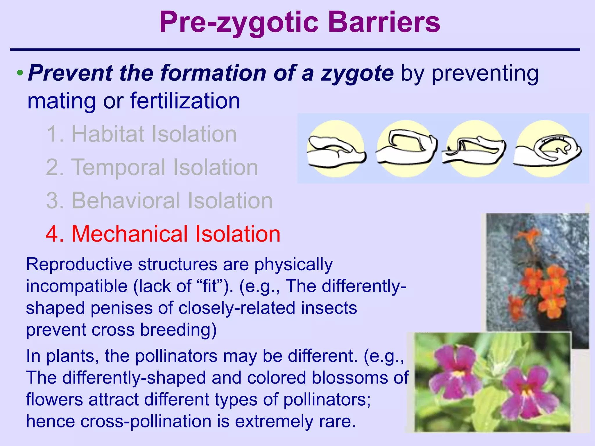 Pre-zygotic Barriers
• Prevent the formation of a zygote by preventing
  mating or fertilization
   1. Habitat Isolation
   2. Temporal Isolation
   3. Behavioral Isolation
   4. Mechanical Isolation
Reproductive structures are physically
incompatible (lack of “fit”). (e.g., The differently-
shaped penises of closely-related insects
prevent cross breeding)
In plants, the pollinators may be different. (e.g.,
The differently-shaped and colored blossoms of
flowers attract different types of pollinators;
hence cross-pollination is extremely rare.
 