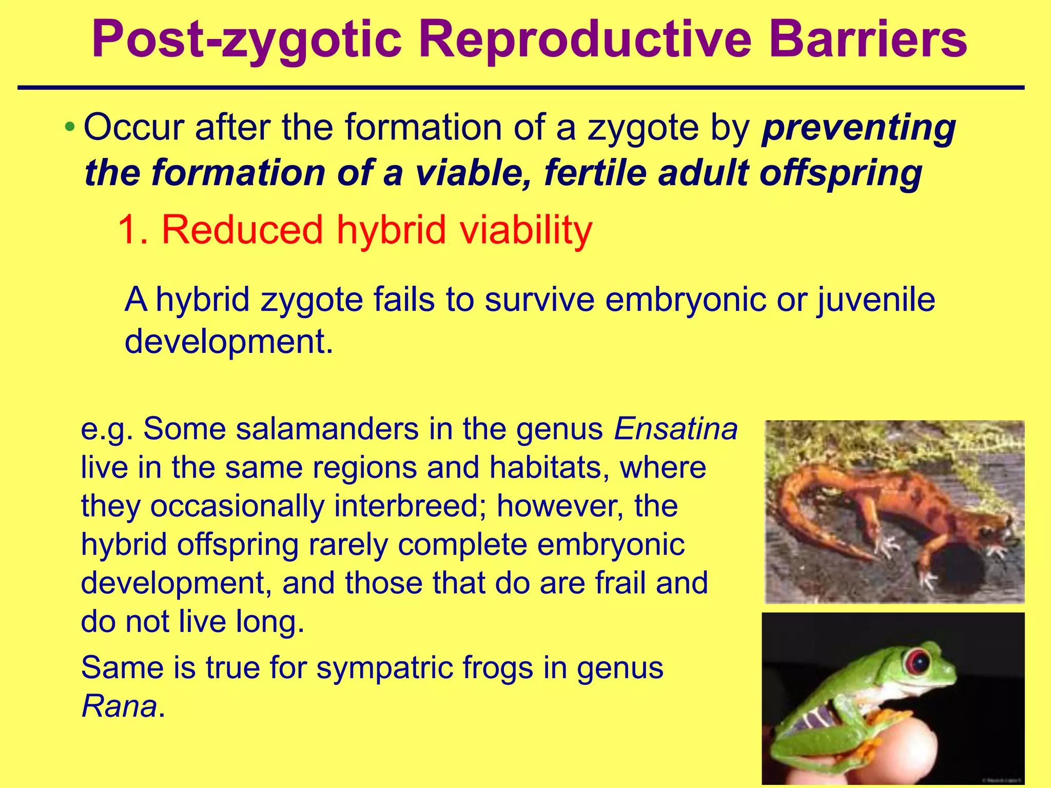 Post-zygotic Reproductive Barriers
• Occur after the formation of a zygote by preventing
  the formation of a viable, fertile adult offspring
   1. Reduced hybrid viability
   A hybrid zygote fails to survive embryonic or juvenile
   development.

 e.g. Some salamanders in the genus Ensatina
 live in the same regions and habitats, where
 they occasionally interbreed; however, the
 hybrid offspring rarely complete embryonic
 development, and those that do are frail and
 do not live long.
 Same is true for sympatric frogs in genus
 Rana.
 