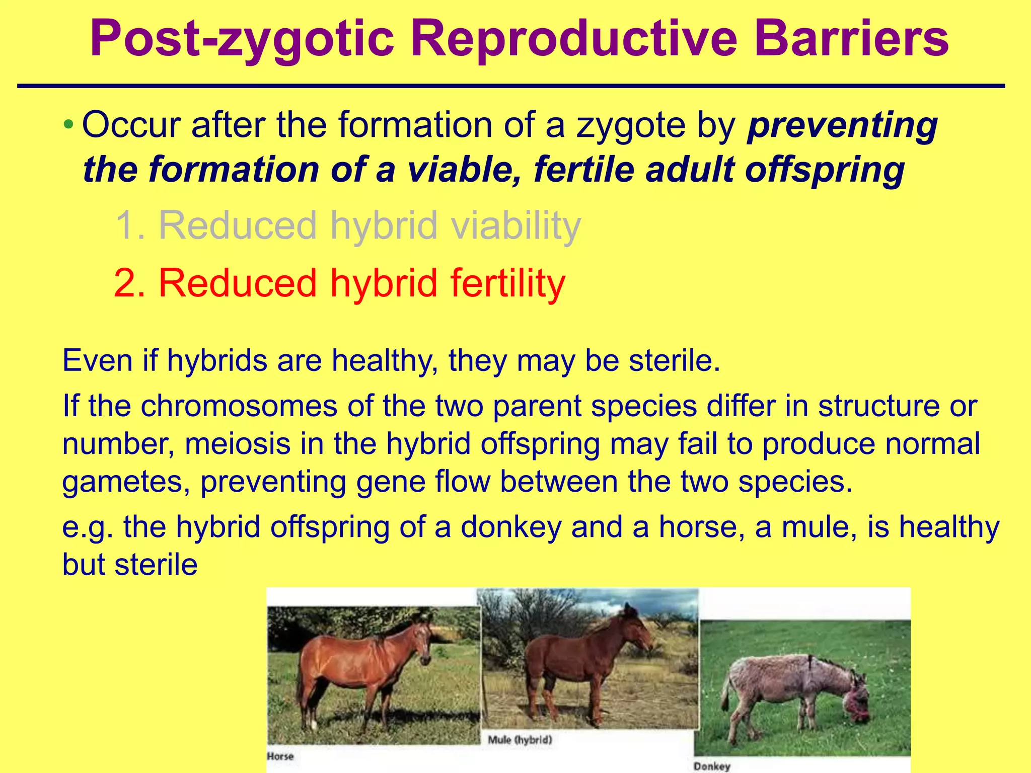 Post-zygotic Reproductive Barriers
• Occur after the formation of a zygote by preventing
  the formation of a viable, fertile adult offspring
   1. Reduced hybrid viability
   2. Reduced hybrid fertility
Even if hybrids are healthy, they may be sterile.
If the chromosomes of the two parent species differ in structure or
number, meiosis in the hybrid offspring may fail to produce normal
gametes, preventing gene flow between the two species.
e.g. the hybrid offspring of a donkey and a horse, a mule, is healthy
but sterile
 