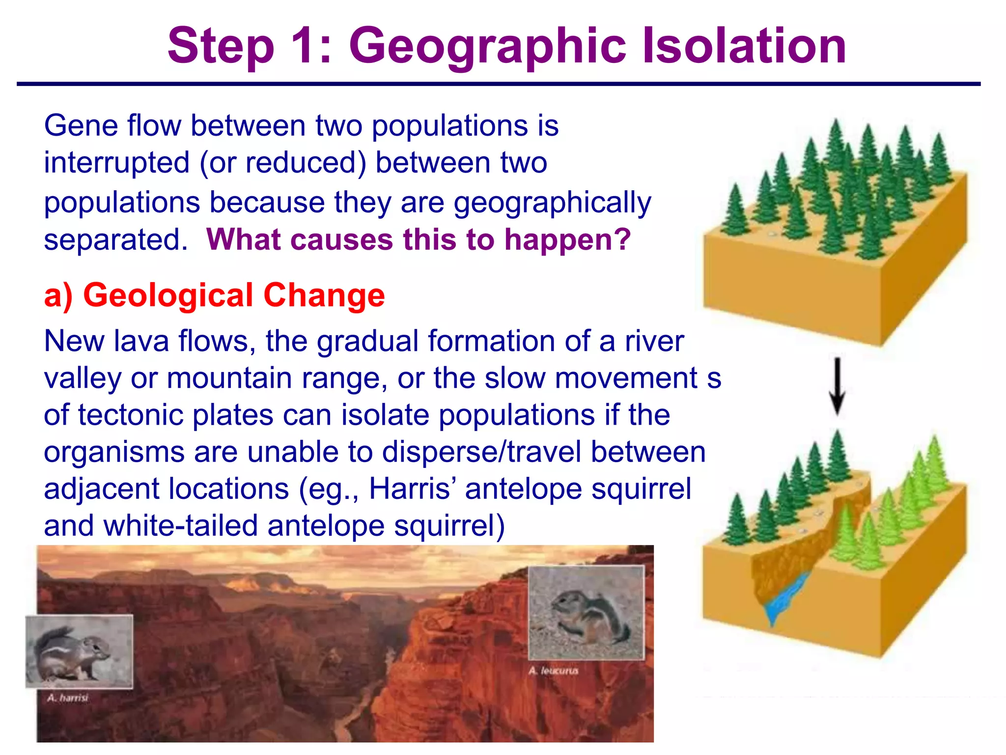 Step 1: Geographic Isolation
Gene flow between two populations is
interrupted (or reduced) between two
populations because they are geographically
separated. What causes this to happen?
a) Geological Change
New lava flows, the gradual formation of a river
valley or mountain range, or the slow movement s
of tectonic plates can isolate populations if the
organisms are unable to disperse/travel between
adjacent locations (eg., Harris’ antelope squirrel
and white-tailed antelope squirrel)
 
