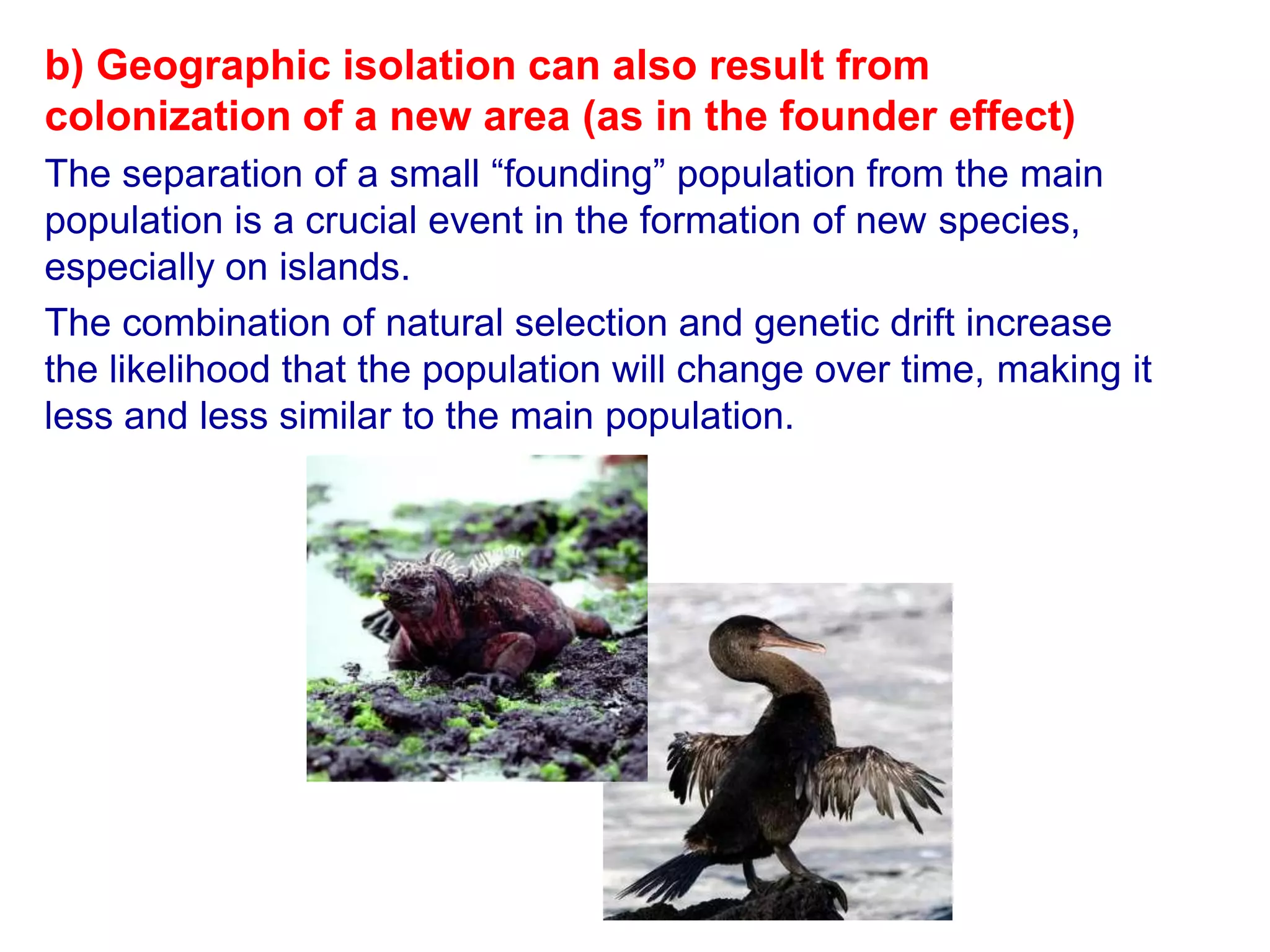 b) Geographic isolation can also result from
colonization of a new area (as in the founder effect)
The separation of a small “founding” population from the main
population is a crucial event in the formation of new species,
especially on islands.
The combination of natural selection and genetic drift increase
the likelihood that the population will change over time, making it
less and less similar to the main population.
 