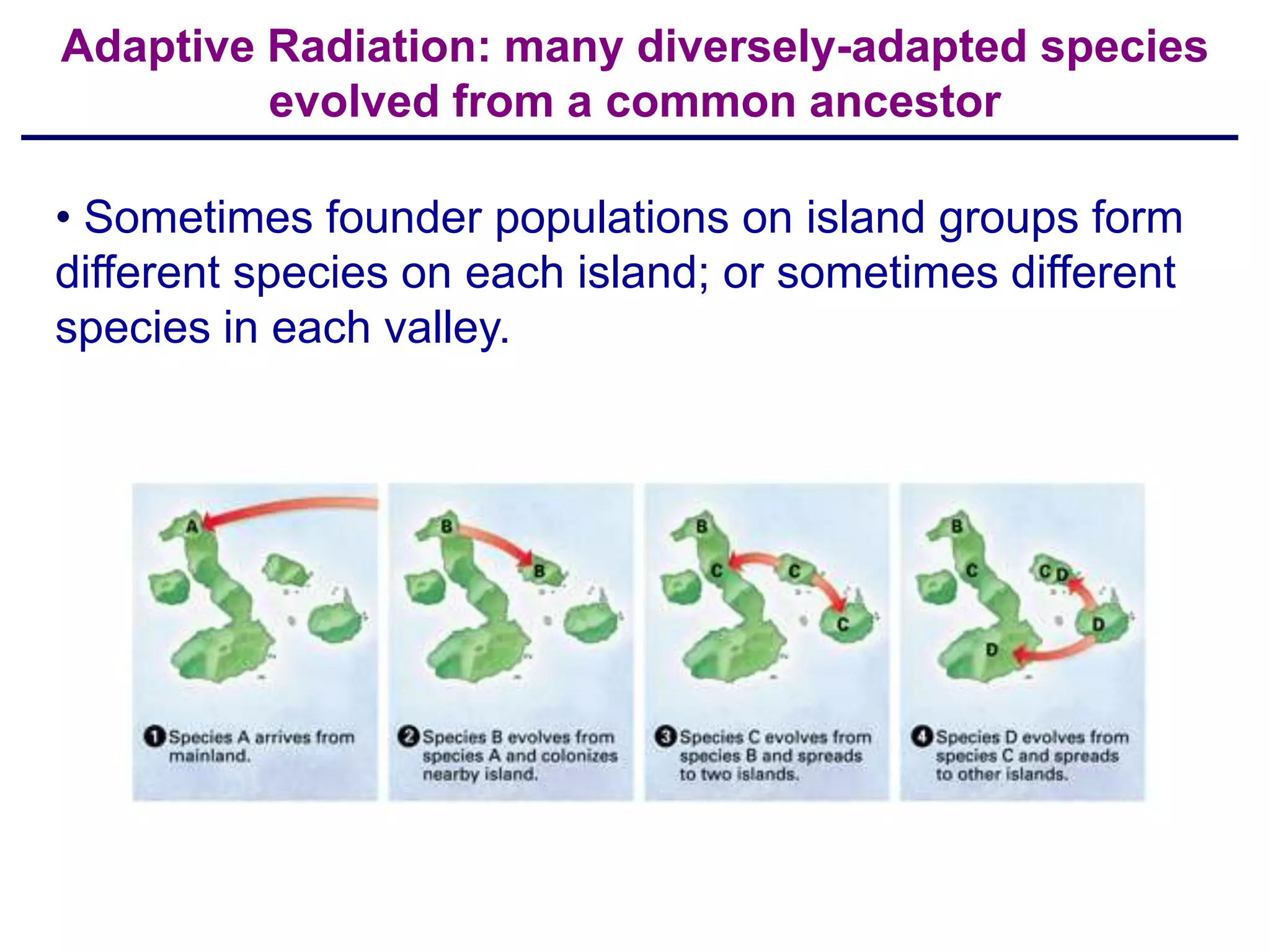 Adaptive Radiation: many diversely-adapted species
         evolved from a common ancestor

• Sometimes founder populations on island groups form
different species on each island; or sometimes different
species in each valley.
 