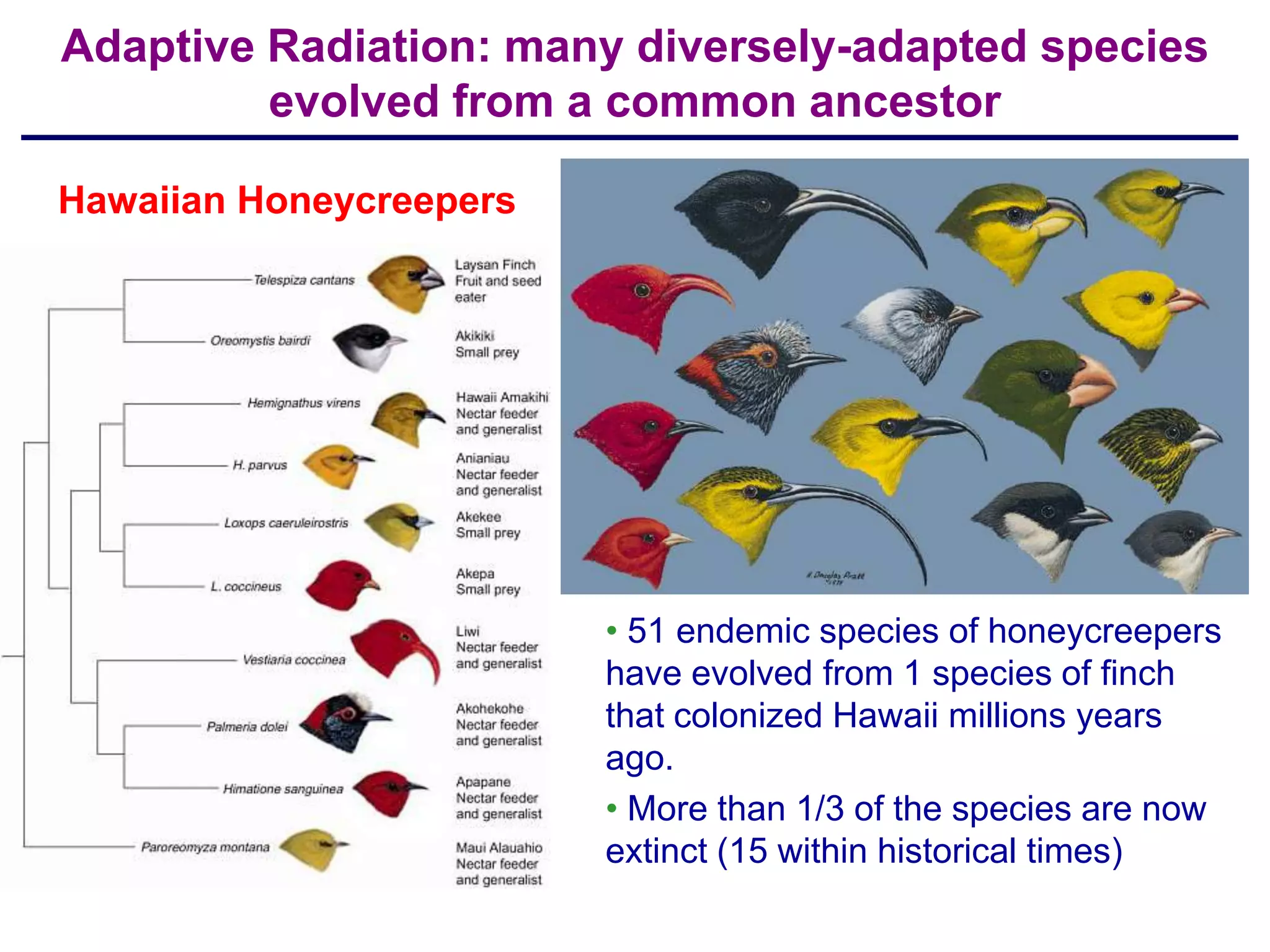 Adaptive Radiation: many diversely-adapted species
         evolved from a common ancestor

Hawaiian Honeycreepers




                         • 51 endemic species of honeycreepers
                         have evolved from 1 species of finch
                         that colonized Hawaii millions years
                         ago.
                         • More than 1/3 of the species are now
                         extinct (15 within historical times)
 