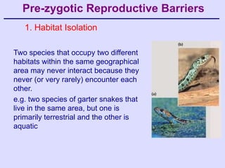 Pre-zygotic Reproductive Barriers
   1. Habitat Isolation

Two species that occupy two different
habitats within the same geographical
area may never interact because they
never (or very rarely) encounter each
other.
e.g. two species of garter snakes that
live in the same area, but one is
primarily terrestrial and the other is
aquatic
 