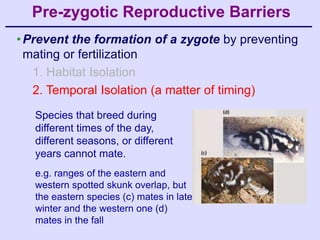 Pre-zygotic Reproductive Barriers
• Prevent the formation of a zygote by preventing
  mating or fertilization
   1. Habitat Isolation
   2. Temporal Isolation (a matter of timing)
   Species that breed during
   different times of the day,
   different seasons, or different
   years cannot mate.
   e.g. ranges of the eastern and
   western spotted skunk overlap, but
   the eastern species (c) mates in late
   winter and the western one (d)
   mates in the fall
 