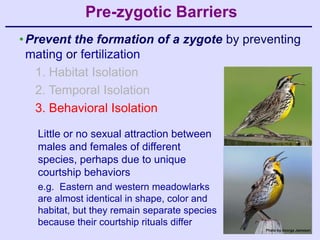 Pre-zygotic Barriers
• Prevent the formation of a zygote by preventing
  mating or fertilization
   1. Habitat Isolation
   2. Temporal Isolation
   3. Behavioral Isolation

   Little or no sexual attraction between
   males and females of different
   species, perhaps due to unique
   courtship behaviors
   e.g. Eastern and western meadowlarks
   are almost identical in shape, color and
   habitat, but they remain separate species
   because their courtship rituals differ
 