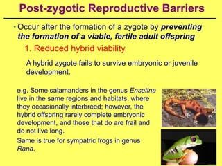 Post-zygotic Reproductive Barriers
• Occur after the formation of a zygote by preventing
  the formation of a viable, fertile adult offspring
   1. Reduced hybrid viability
   A hybrid zygote fails to survive embryonic or juvenile
   development.

 e.g. Some salamanders in the genus Ensatina
 live in the same regions and habitats, where
 they occasionally interbreed; however, the
 hybrid offspring rarely complete embryonic
 development, and those that do are frail and
 do not live long.
 Same is true for sympatric frogs in genus
 Rana.
 