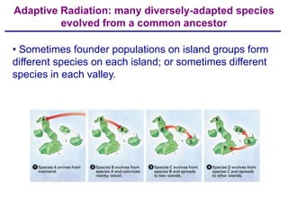 Adaptive Radiation: many diversely-adapted species
         evolved from a common ancestor

• Sometimes founder populations on island groups form
different species on each island; or sometimes different
species in each valley.
 