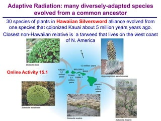 Adaptive Radiation: many diversely-adapted species
           evolved from a common ancestor
 30 species of plants in Hawaiian Silversword alliance evolved from
   one species that colonized Kauai about 5 million years years ago.
Closest non-Hawaiian relative is a tarweed that lives on the west coast
                             of N. America




 Online Activity 15.1
 