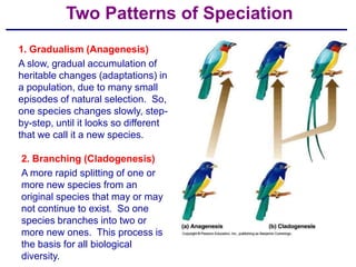 Two Patterns of Speciation
1. Gradualism (Anagenesis)
A slow, gradual accumulation of
heritable changes (adaptations) in
a population, due to many small
episodes of natural selection. So,
one species changes slowly, step-
by-step, until it looks so different
that we call it a new species.

2. Branching (Cladogenesis)
A more rapid splitting of one or
more new species from an
original species that may or may
not continue to exist. So one
species branches into two or
more new ones. This process is
the basis for all biological
diversity.
 