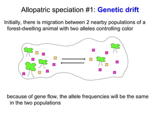 Initially, there is migration between 2 nearby populations of a  forest-dwelling animal with two alleles controlling color  Allopatric speciation #1:  Genetic drift because of gene flow, the allele frequencies will be the same in the two populations 