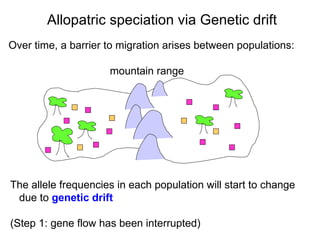 Over time, a barrier to migration arises between populations: Allopatric speciation via Genetic drift mountain range The allele frequencies in each population will start to change due to  genetic drift (Step 1: gene flow has been interrupted)‏ 