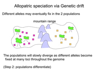 The populations will slowly diverge as different alleles become fixed at many loci throughout the genome (Step 2: populations differentiate)‏ Allopatric speciation via Genetic drift mountain range Different alleles may eventually fix in the 2 populations 