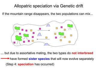 ... but due to assortative mating, the two types do  not interbreed have formed  sister species  that will now evolve separately  Allopatric speciation via Genetic drift If the mountain range disappears, the two populations can mix... (Step 4:  speciation  has occurred)‏ 