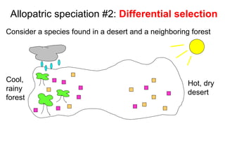 Consider a species found in a desert and a neighboring forest Allopatric speciation #2:  Differential selection Hot, dry  desert Cool,  rainy  forest 
