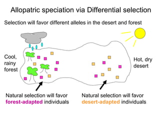 Selection will favor different alleles in the desert and forest Allopatric speciation via Differential selection Hot, dry  desert Cool,  rainy  forest Natural selection will favor  forest-adapted  individuals Natural selection will favor  desert-adapted  individuals 
