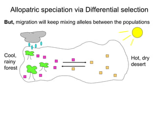 But,  migration will keep mixing alleles between the populations Allopatric speciation via Differential selection Hot, dry  desert Cool,  rainy  forest 